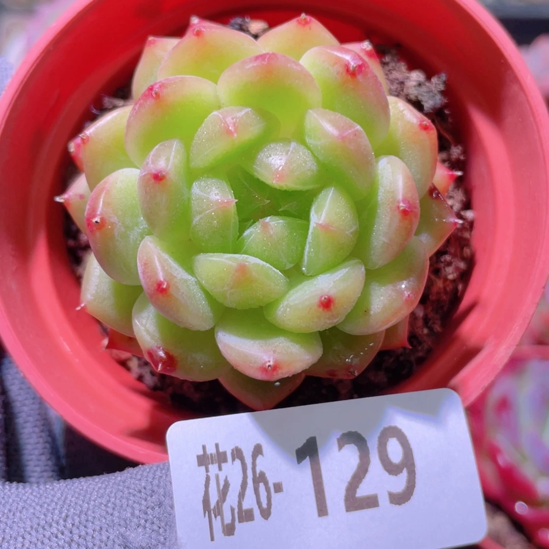 花利美26-129新品