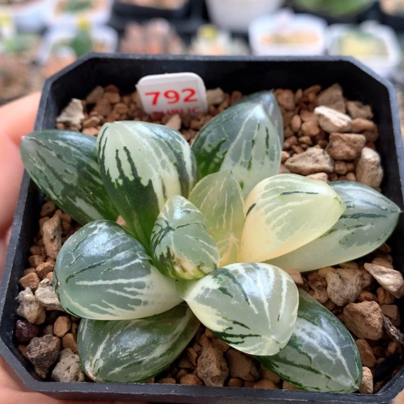 【闪购商品】792玉潭