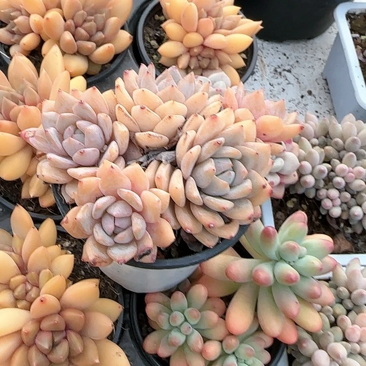 u****n青蛙王子儿童牙膏111