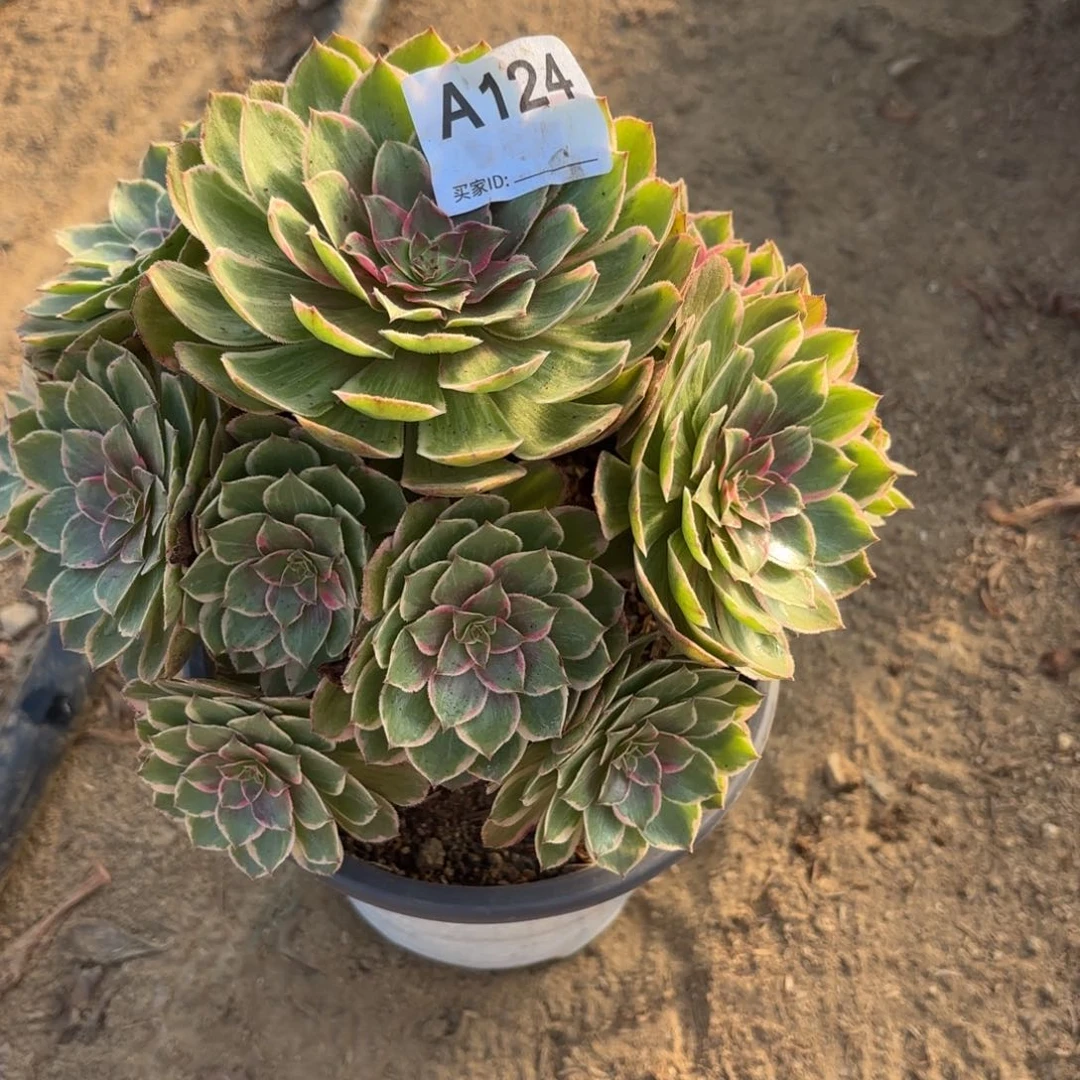 莲花座有瑕疵断枝不包124