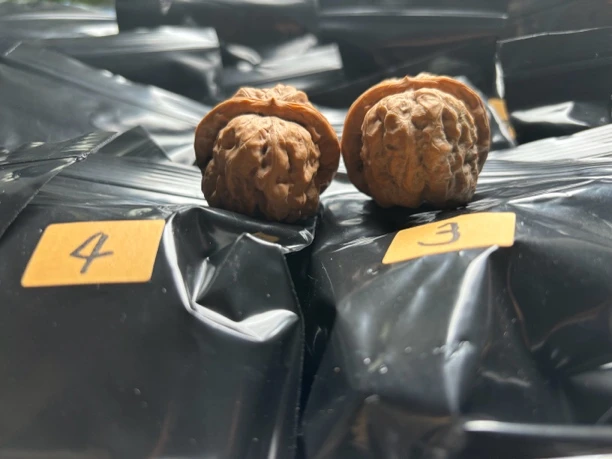 文玩核桃盲盒 37-39mm 多品种 所见所得