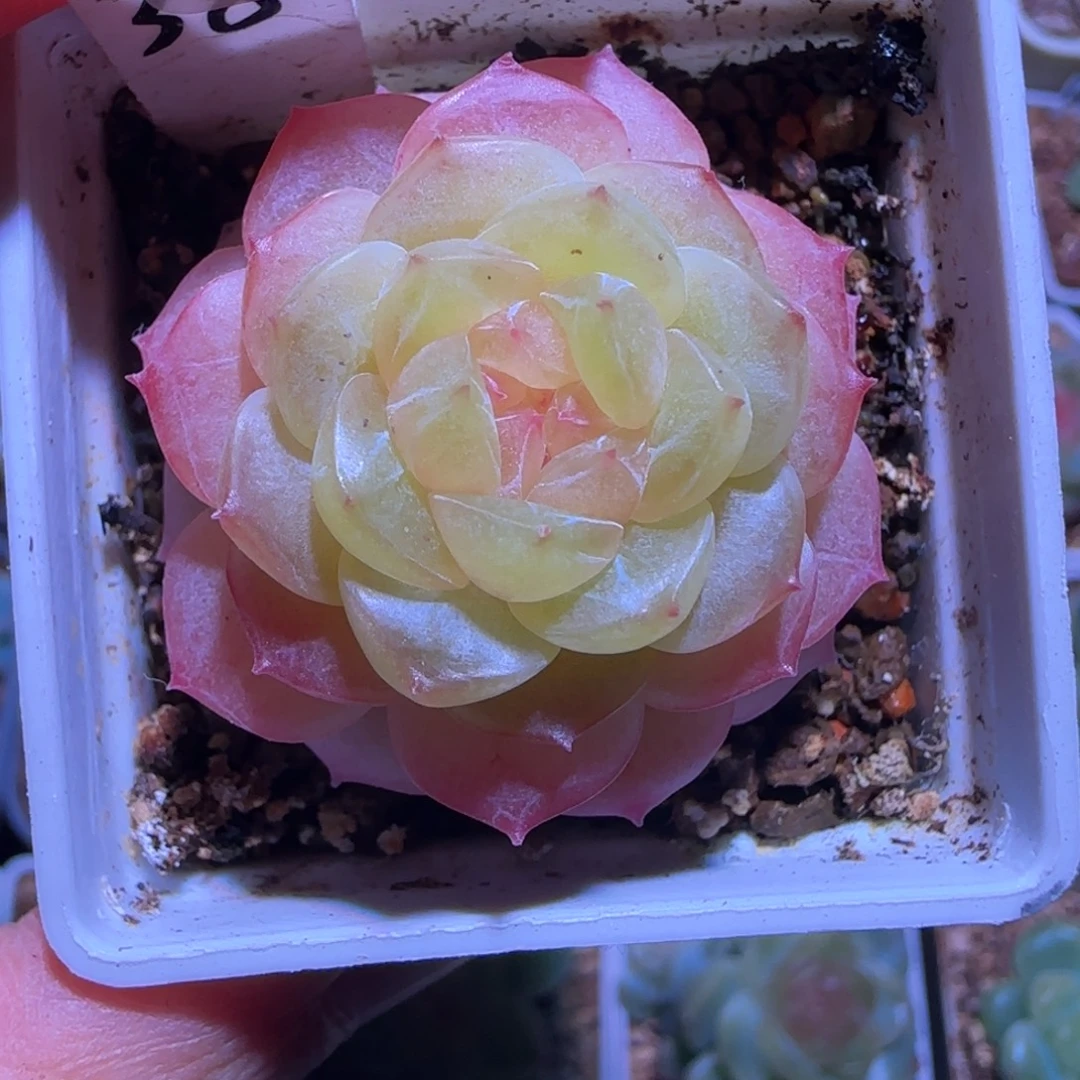 M***.19-6福利新品38单头