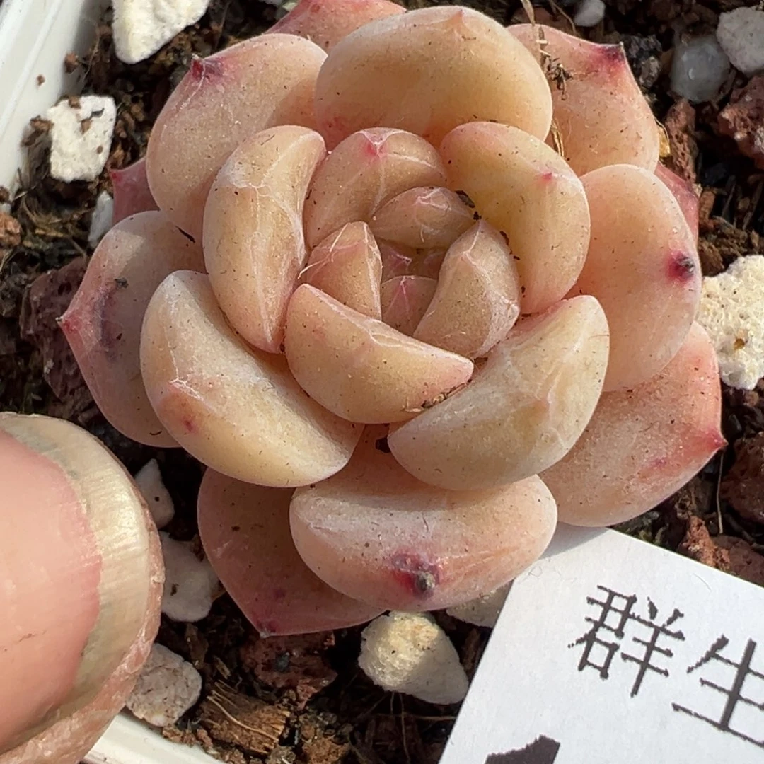 小卡拉米糖心一物一拍10-78