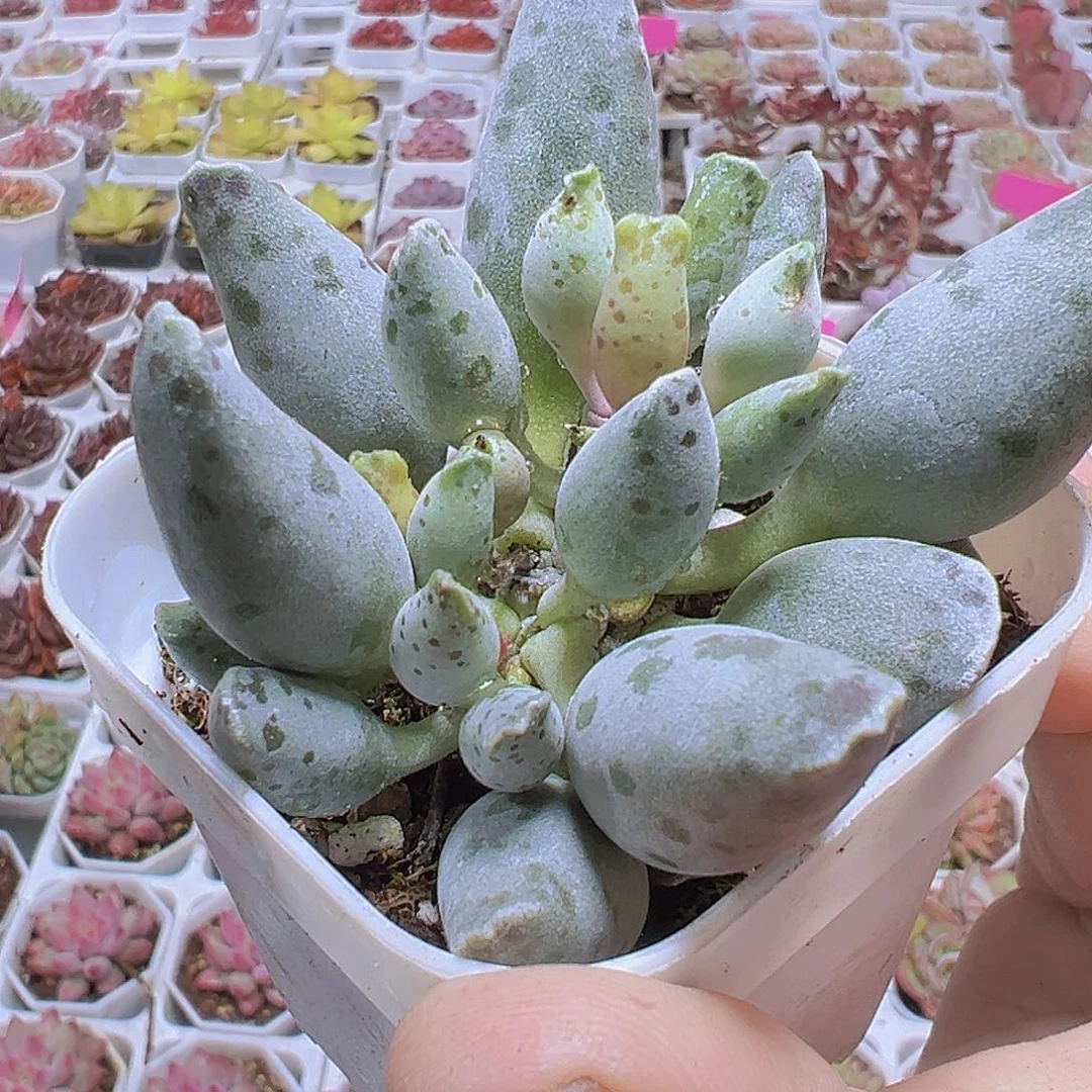 大海豹19包邮多肉植物