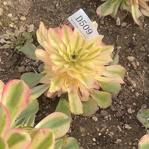 一**福509香妃多肉法师锦