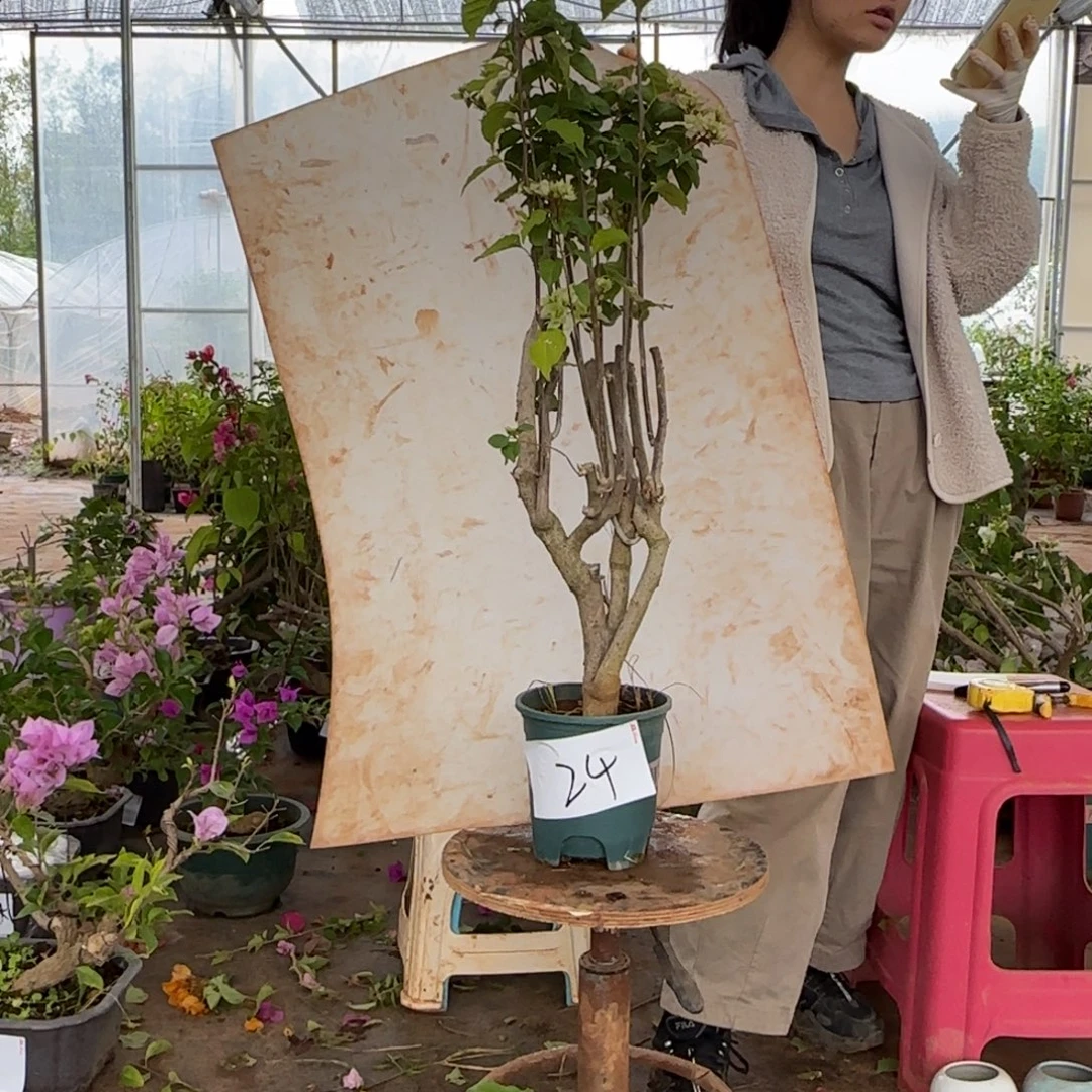 大部分花苞少量开放怡景 24