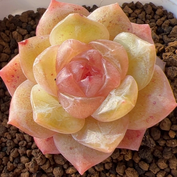 开播福利，一物一拍精品糖心，尺寸不大介意勿拍