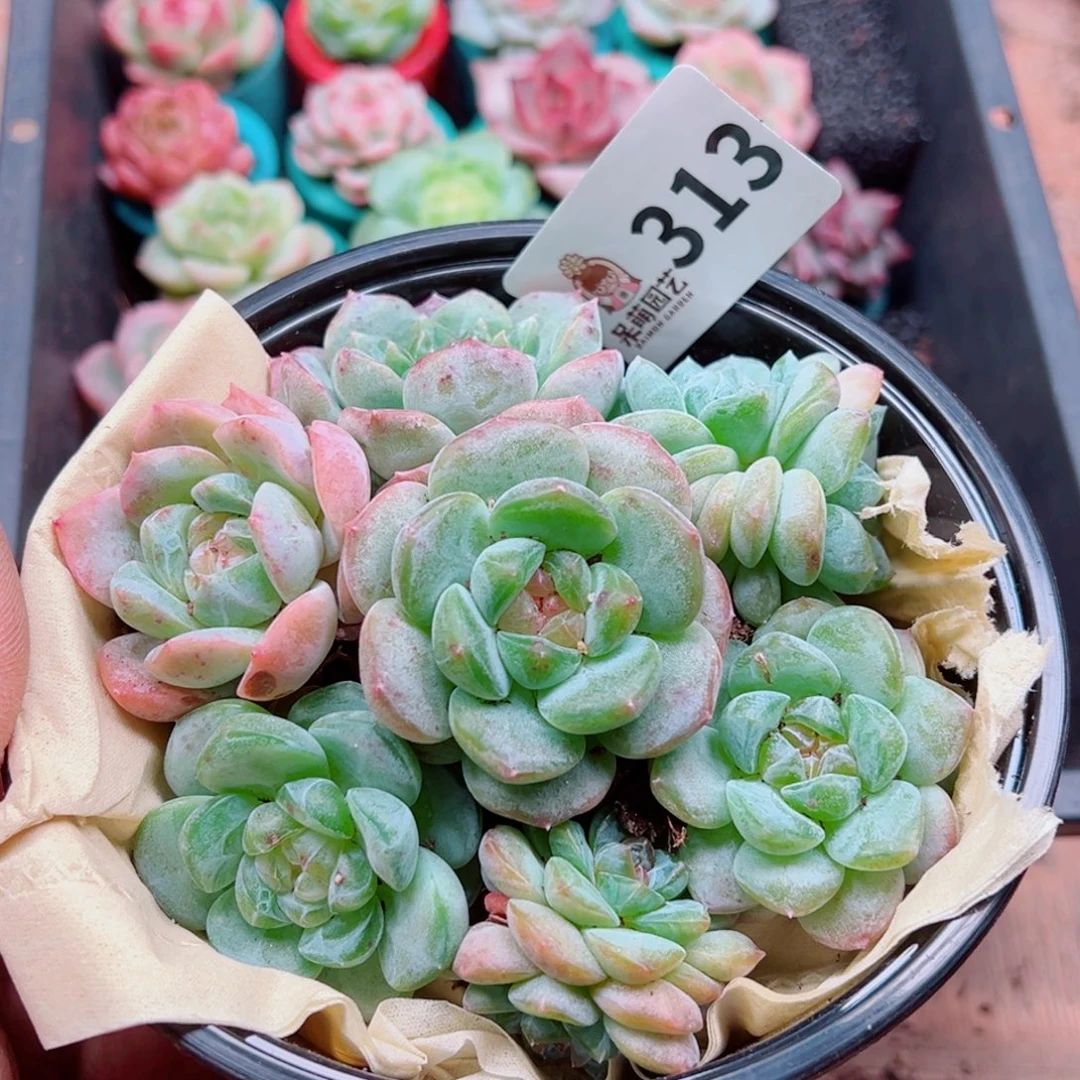 多肉植物多肉植物