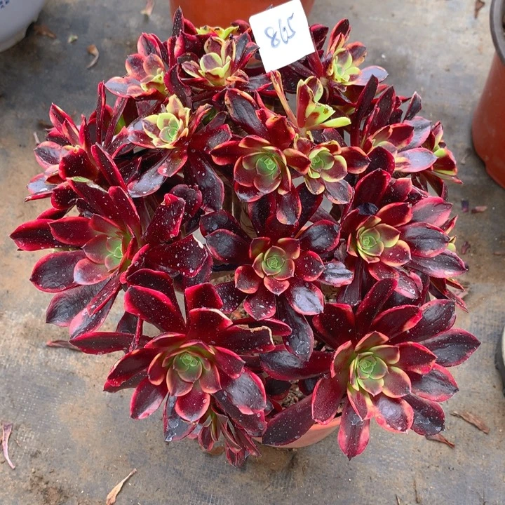 f****g865欧嘉莉精品法师多肉