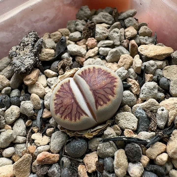 109清框特价星光菊