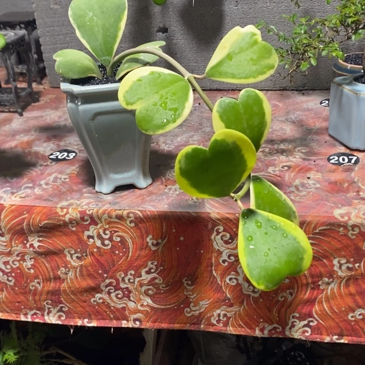 ꪔ****无花朵退款拉黑拉黑155
