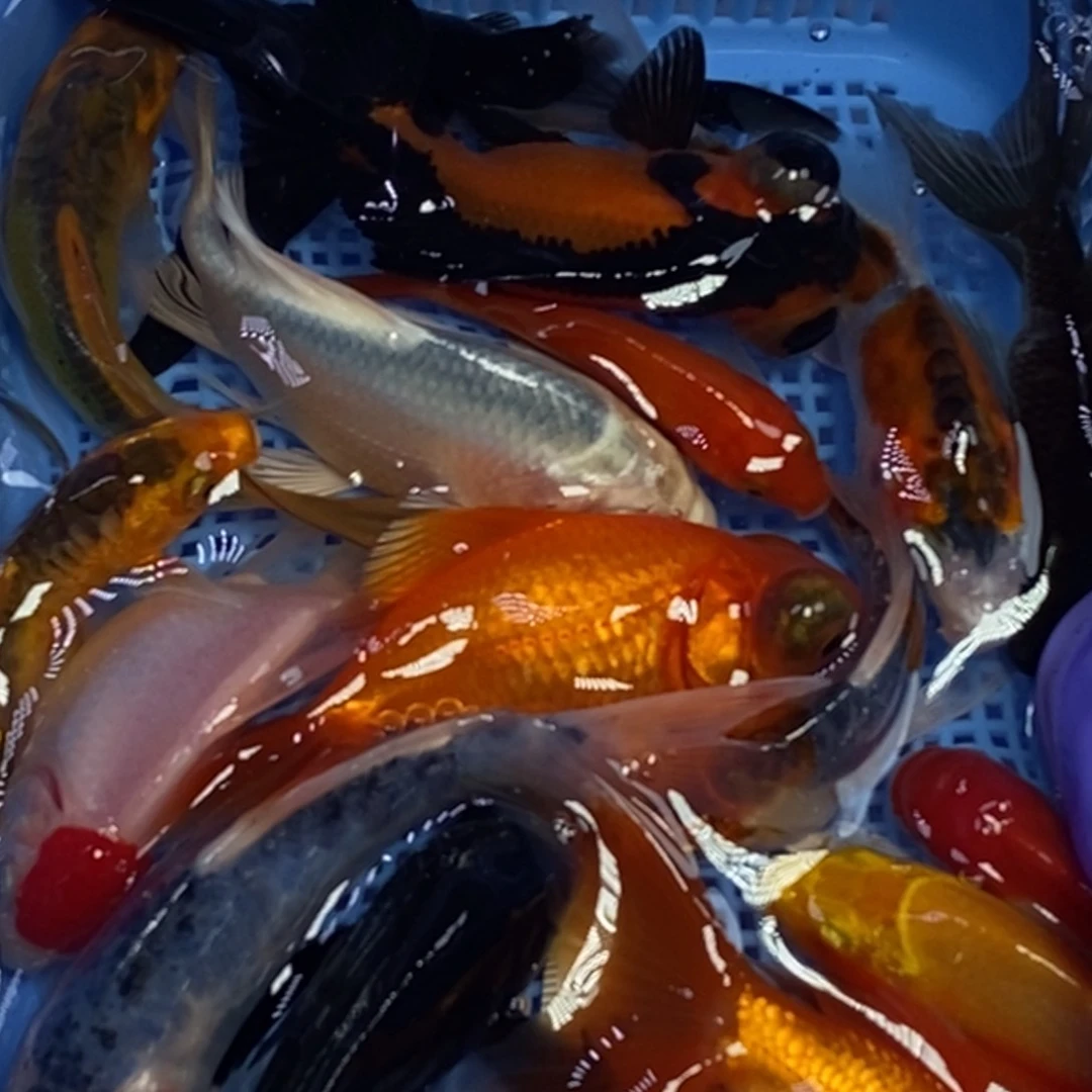 锦鲤冷水锦鲤包邮