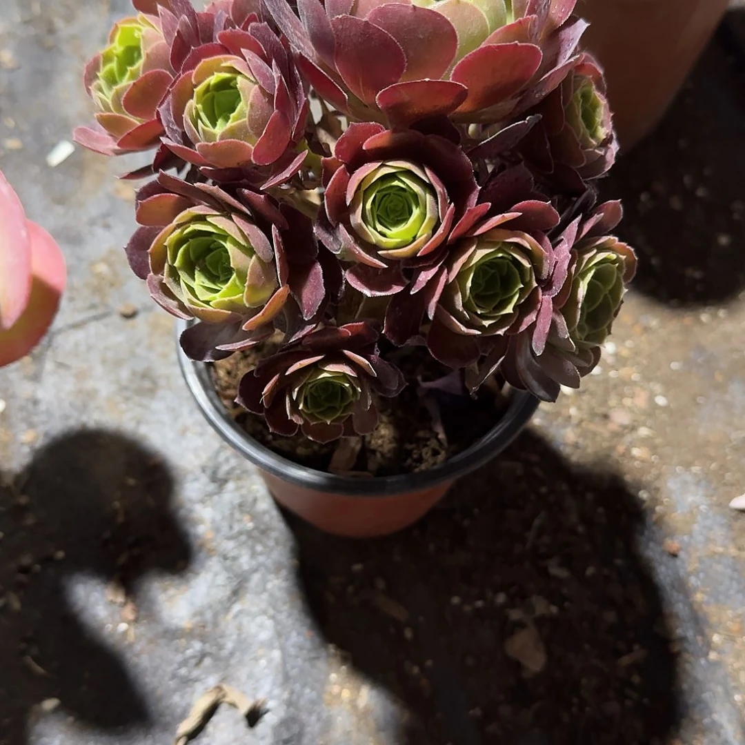 荷兰玫瑰手捧多肉