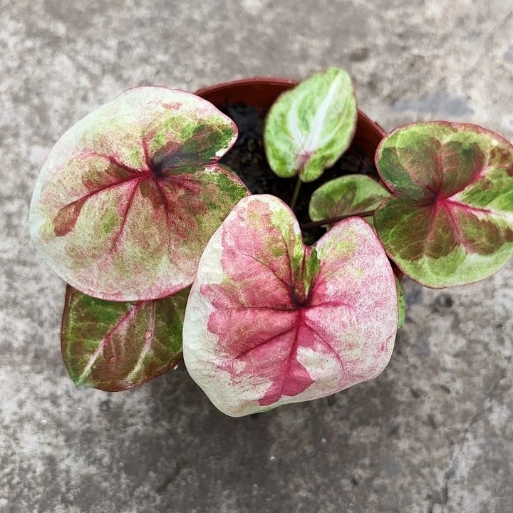 75-1212哈拉吧啦广东现货