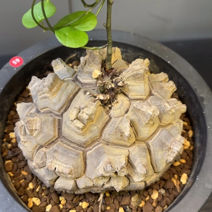 1号日系南非龟甲龙