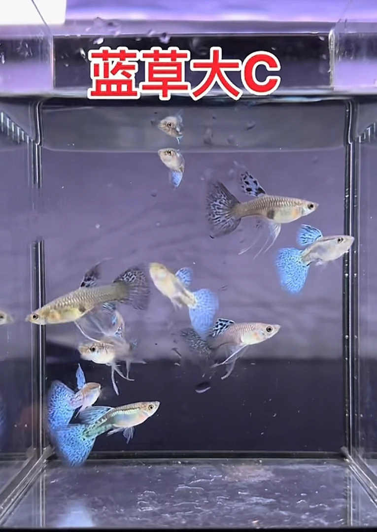 蓝草大c小型热带孔雀鱼观赏鱼活体好养耐活淡水胎生鱼苗