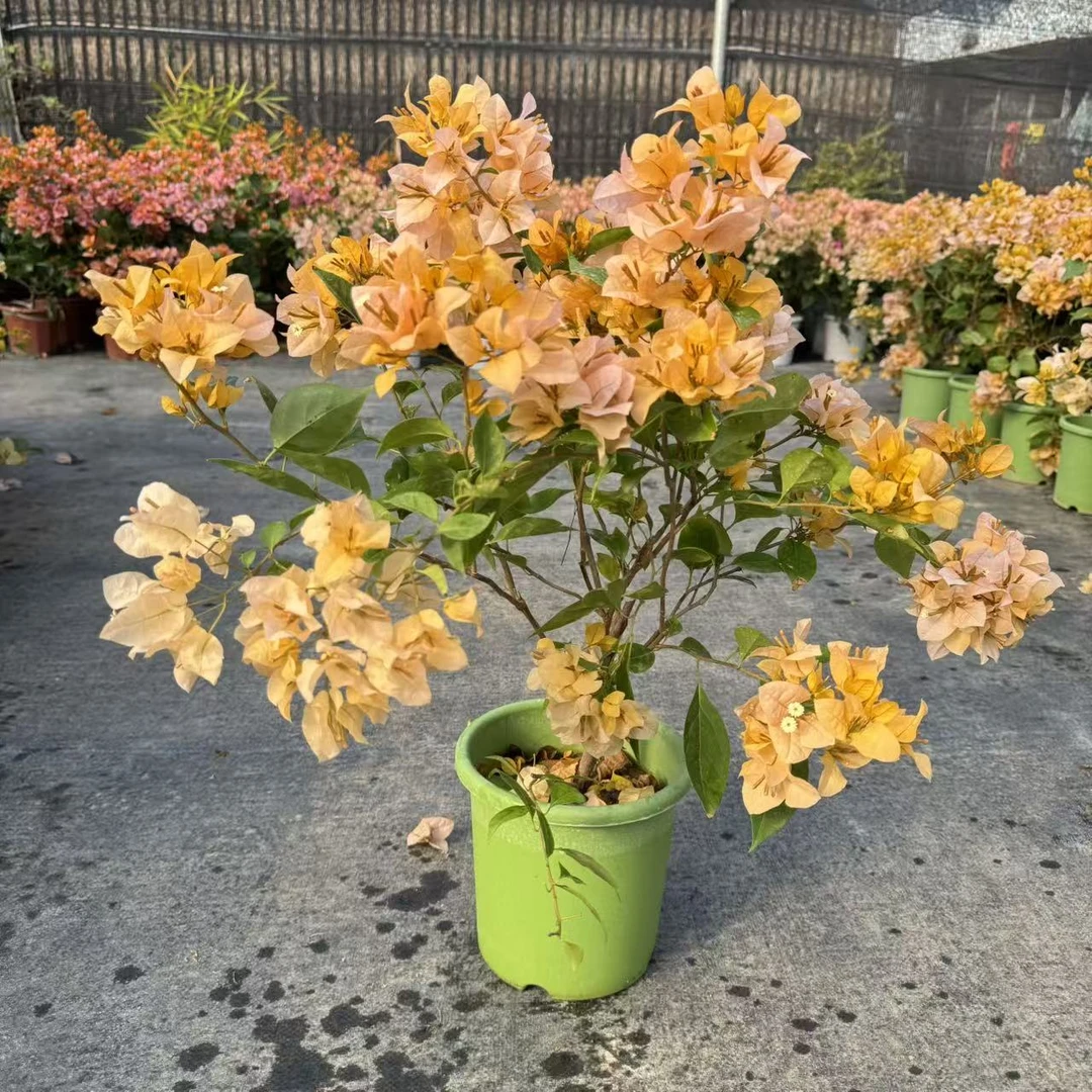 【黄女郎】三角梅四季勤花原盆基地直发带花阳台庭院高飘易养