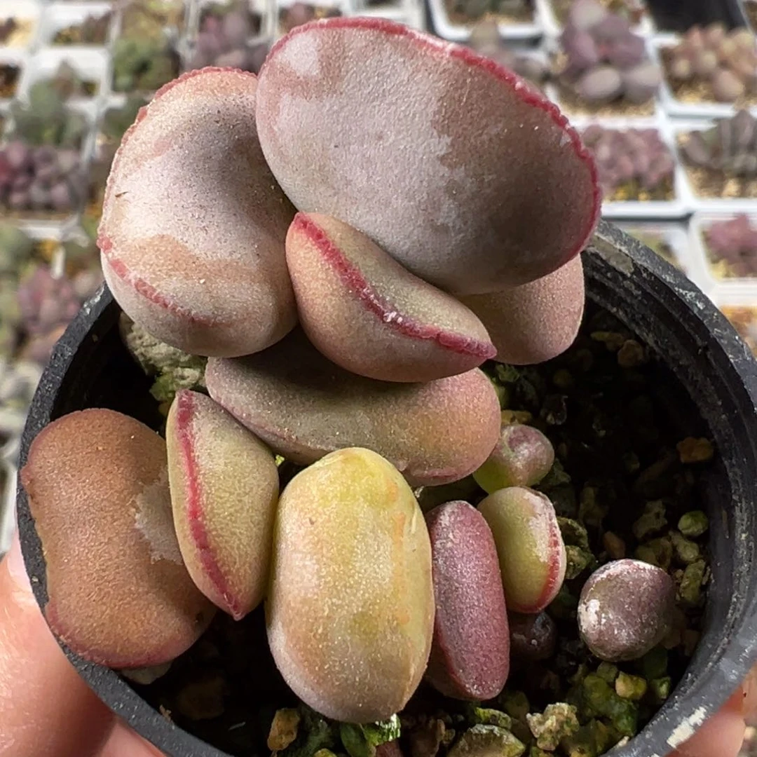 白肌红蛋多头纯木质桩多肉植物