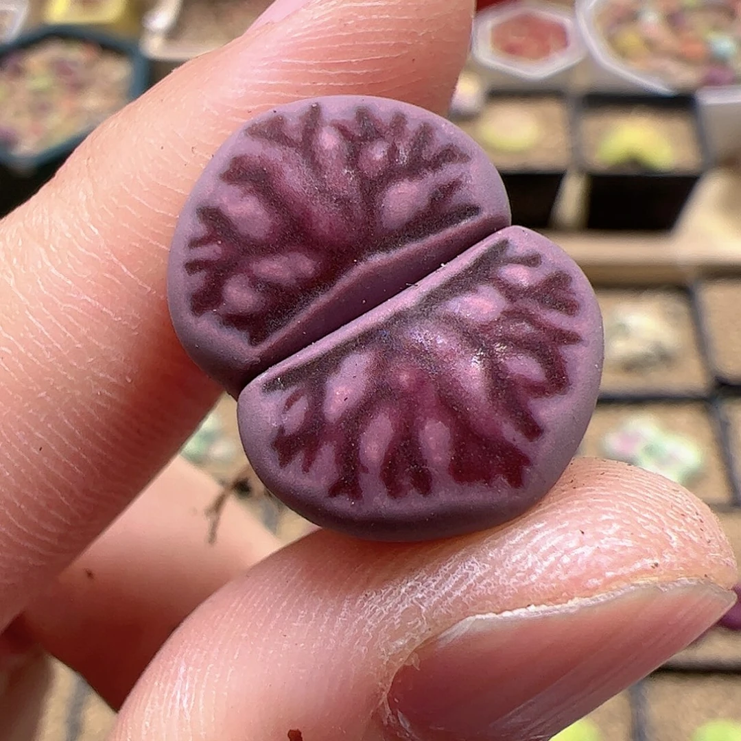 【闪购商品】466 紫菊