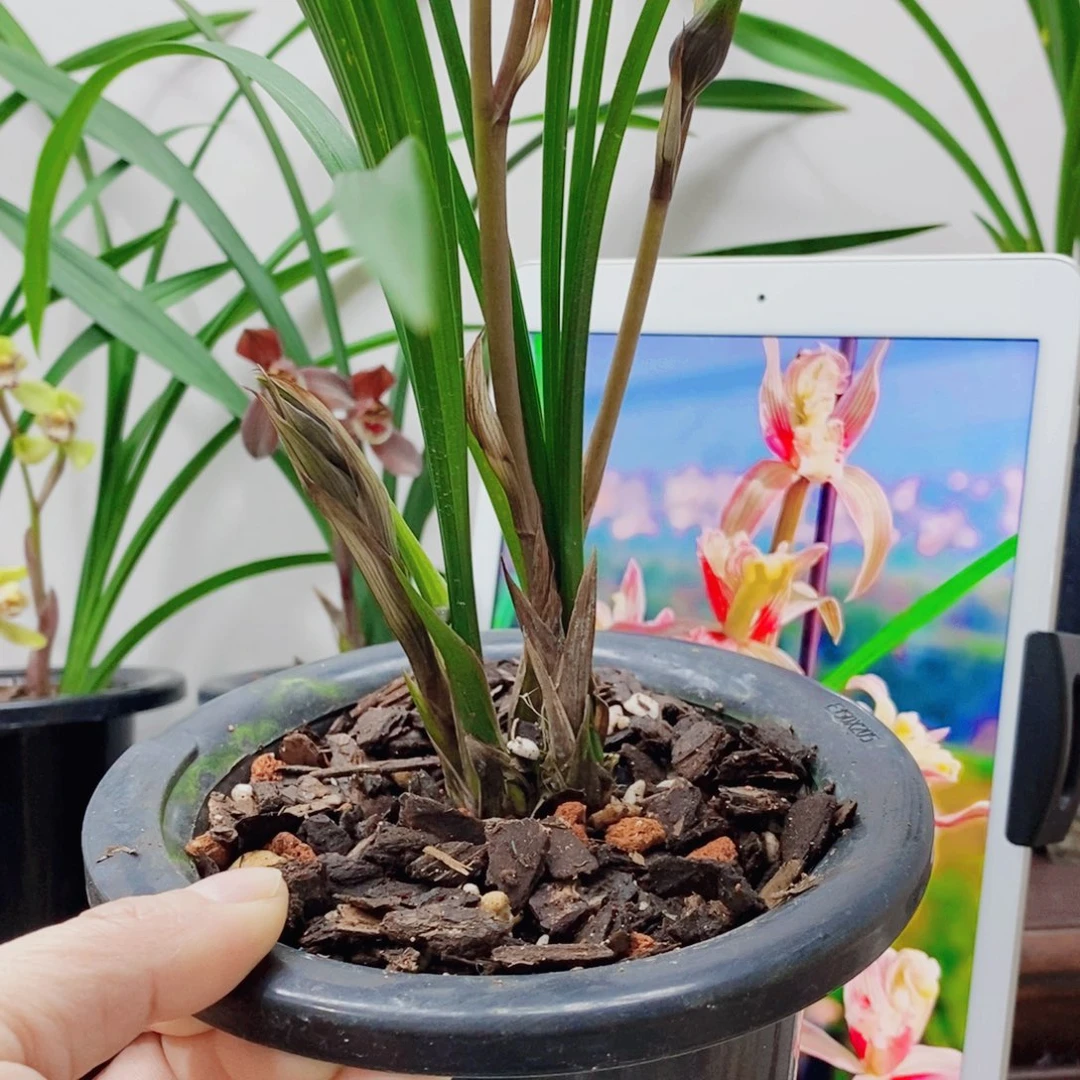 彝***客大部分花苞少量开放