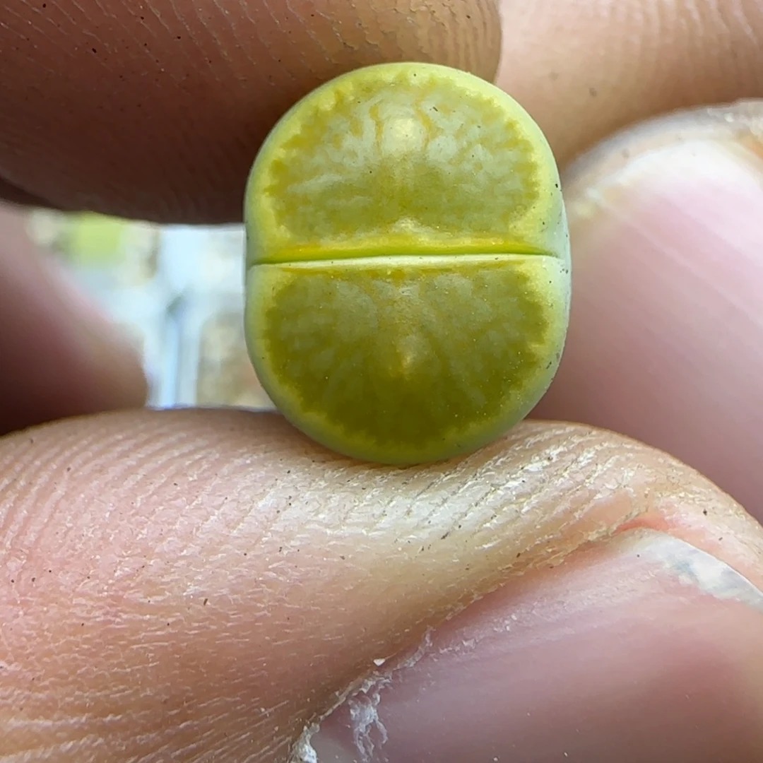 594 生石花大棚直播