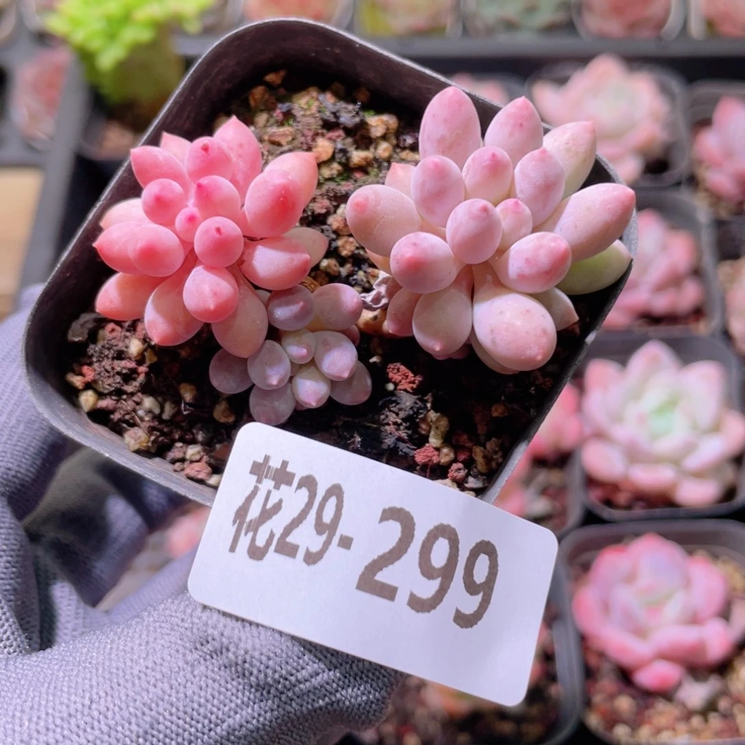 花利美29-299婴儿手指