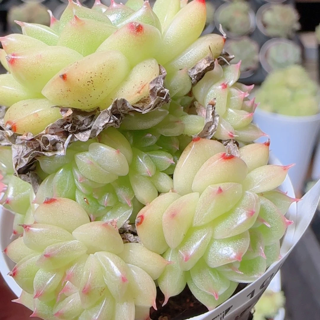 花语逸镜1028-537散