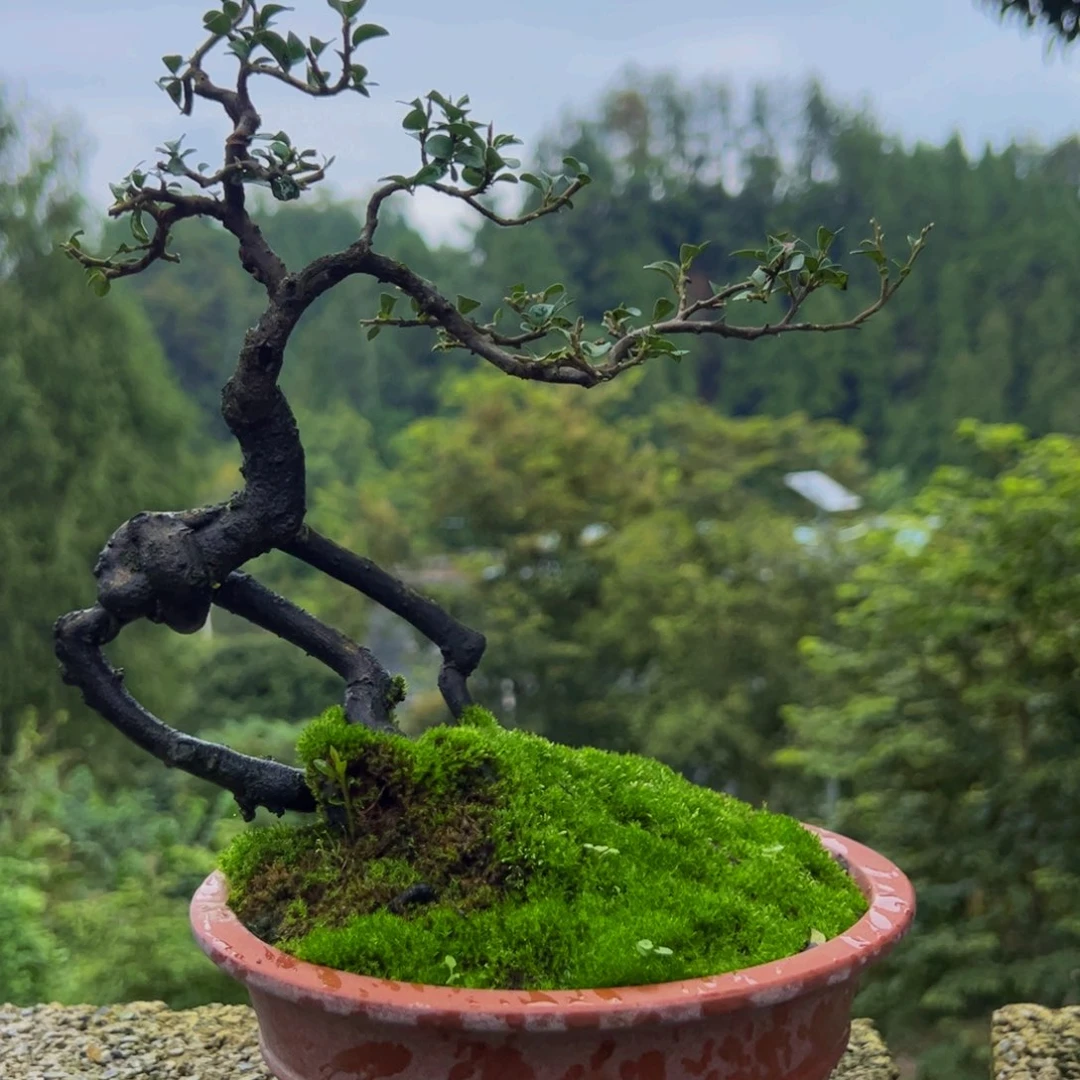 完全开放景弹子盆景