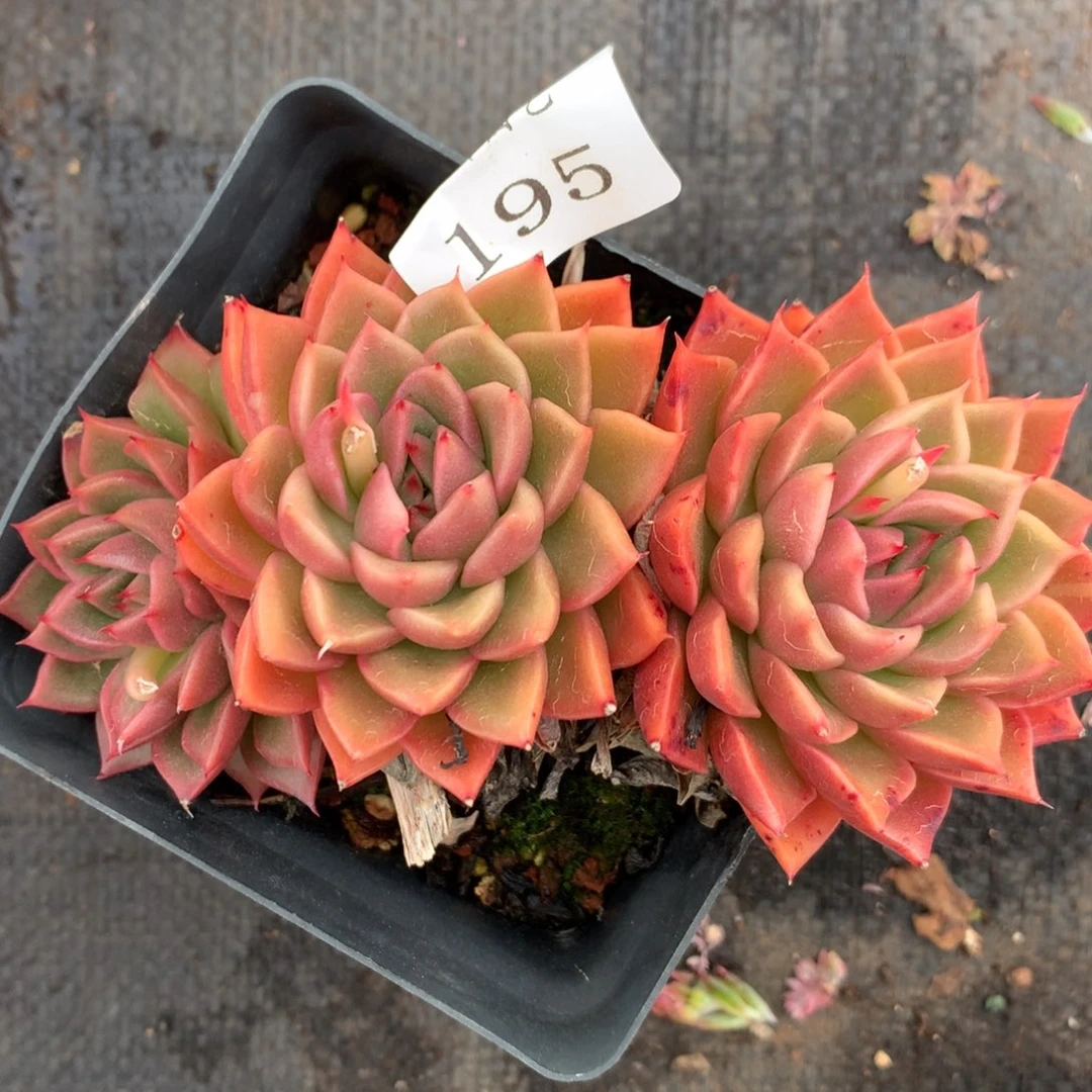 195杂交多肉11冠幅