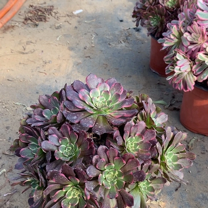 黑金刚多肉植物29。