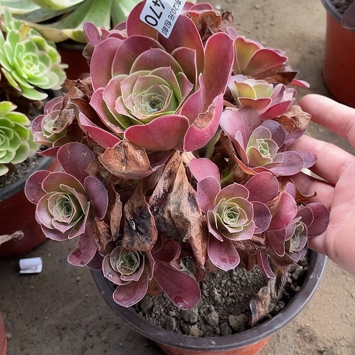 470魅金玫瑰多肉植物法师