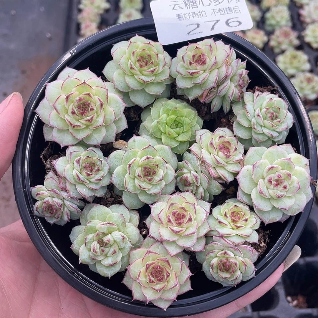 云糖心多肉植物276