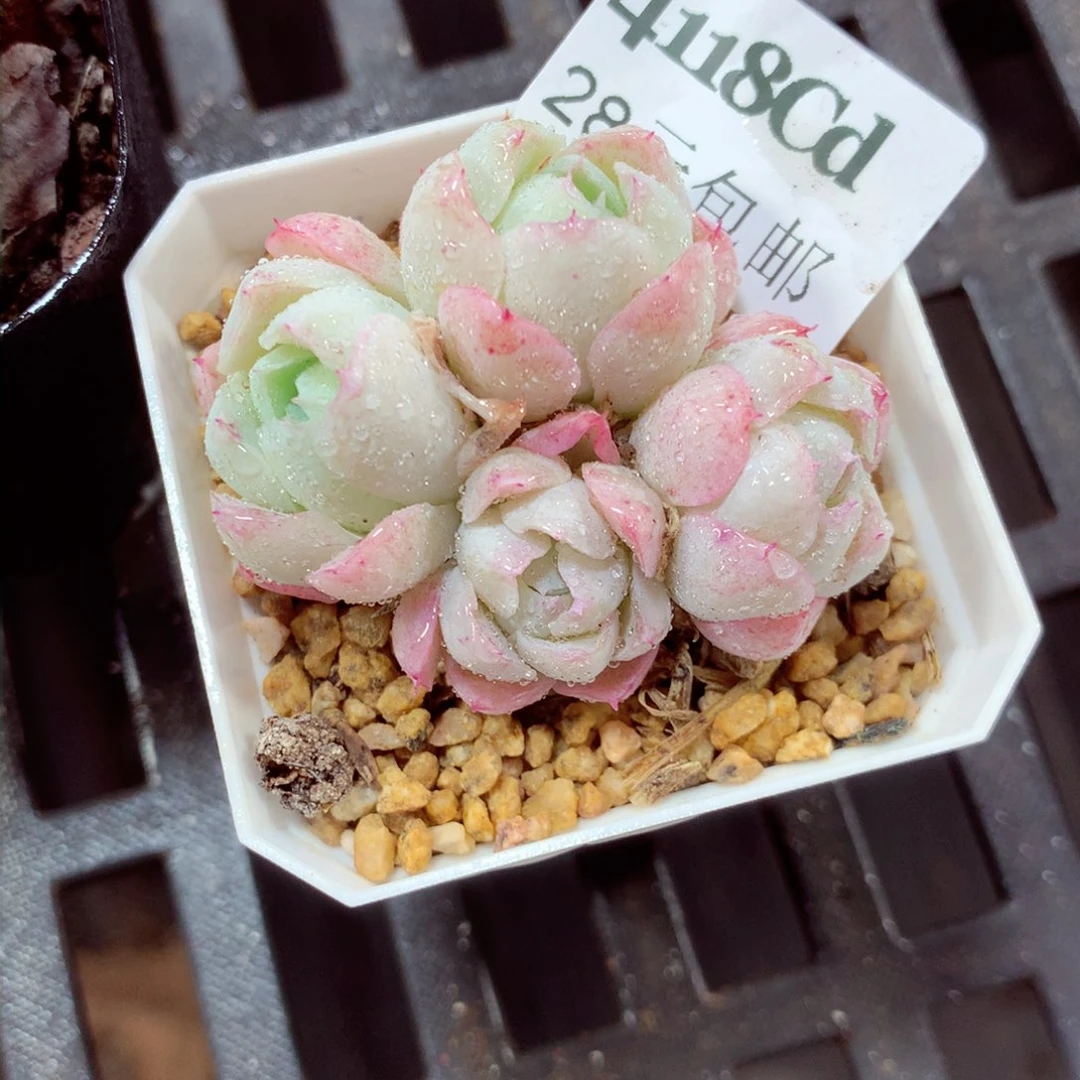 5厘米盆精控多肉4118