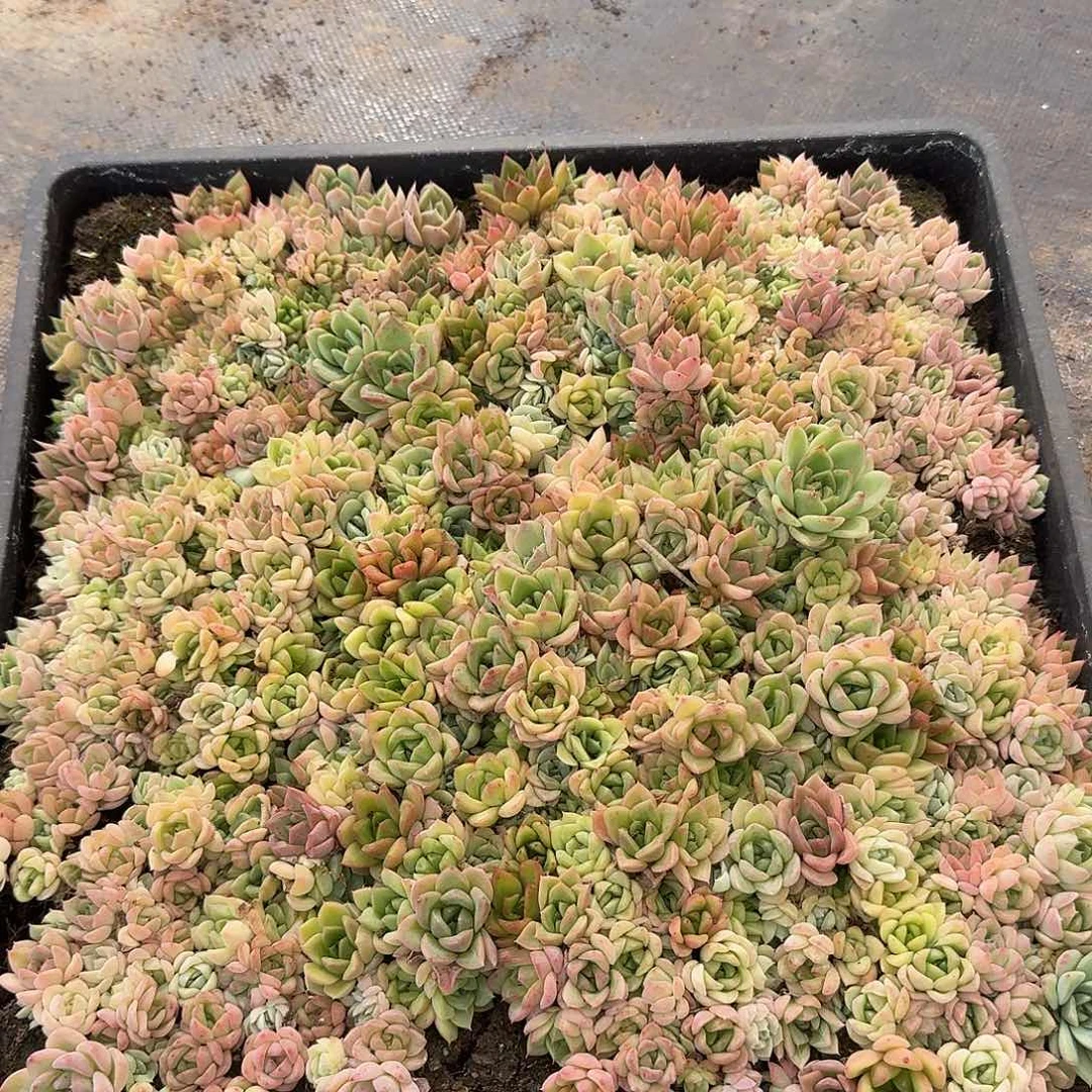 米*奇麦秆切糕一份量拍不带筐8-81
