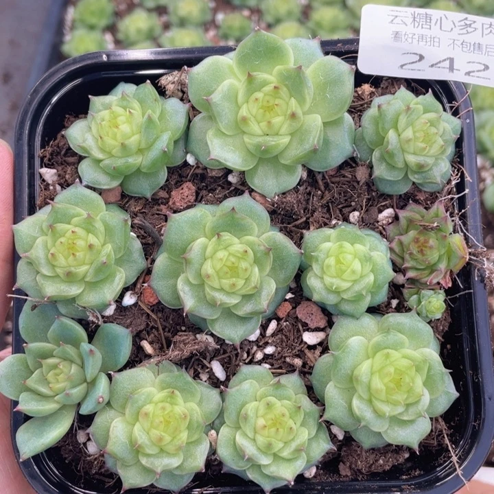 云糖心多肉植物242
