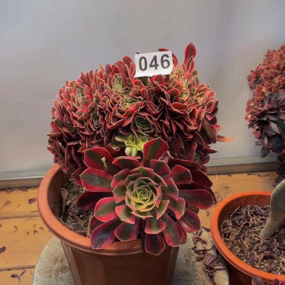 多肉植物粉女巫缀046