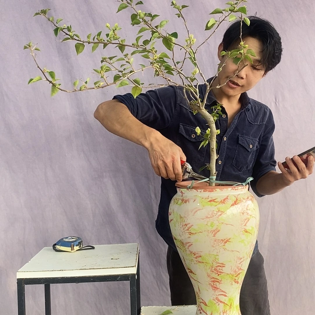 大量花朵（建议范围：8朵-15朵 或40%以上）绿樱