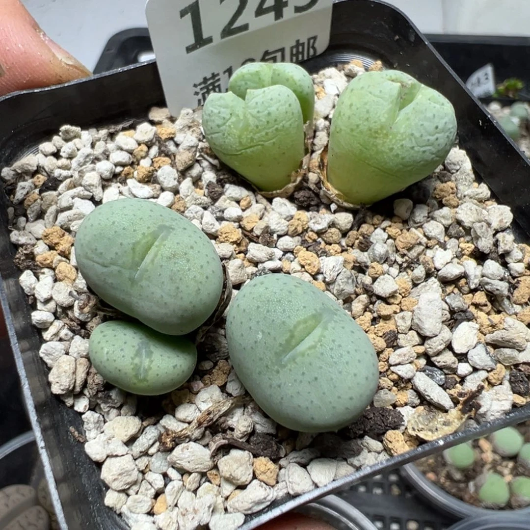 【闪购商品】 1245。