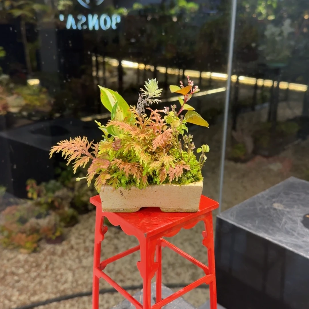 无花朵山野草手作盆