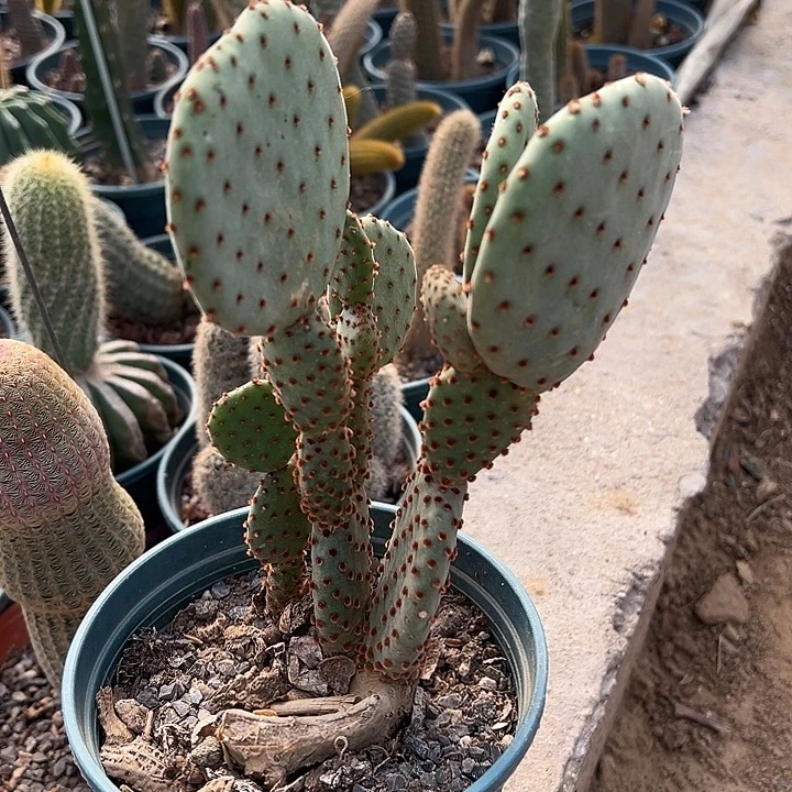 红太谷米奇团扇一棵叶片圆