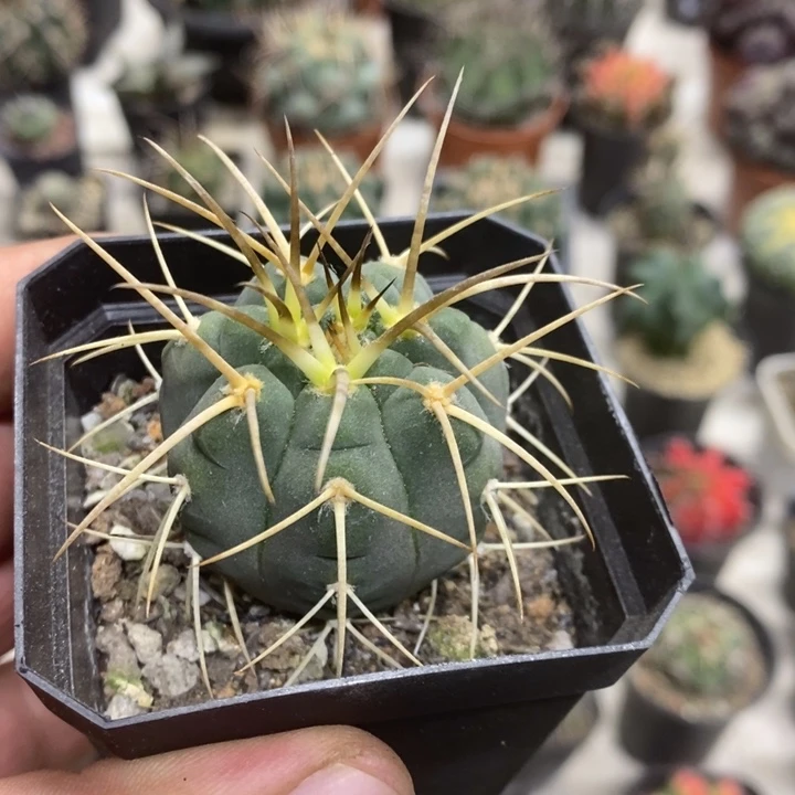 实生光临玉特价福利