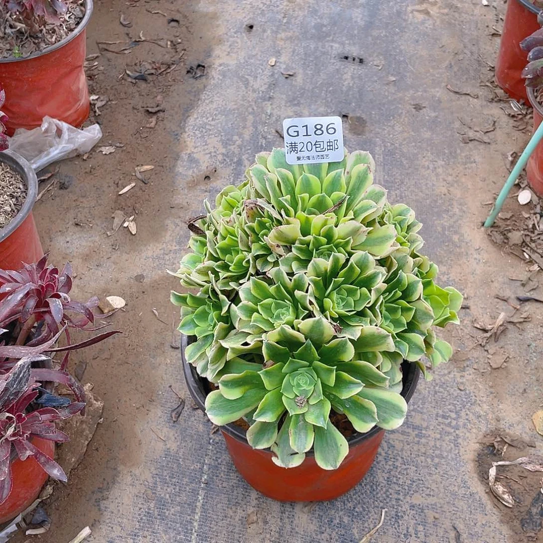 186绿豆沙多肉小损不包