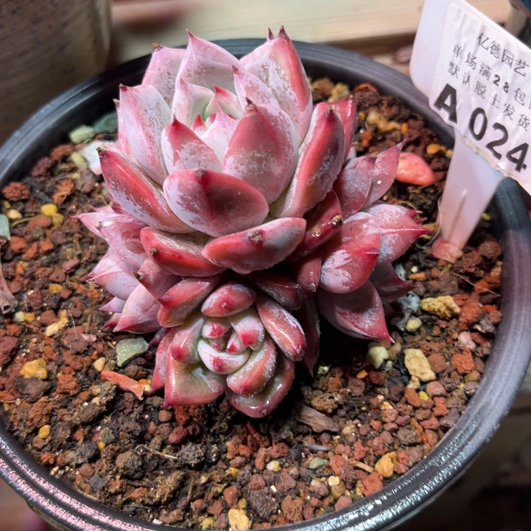 白卡diyayajinlvnvni