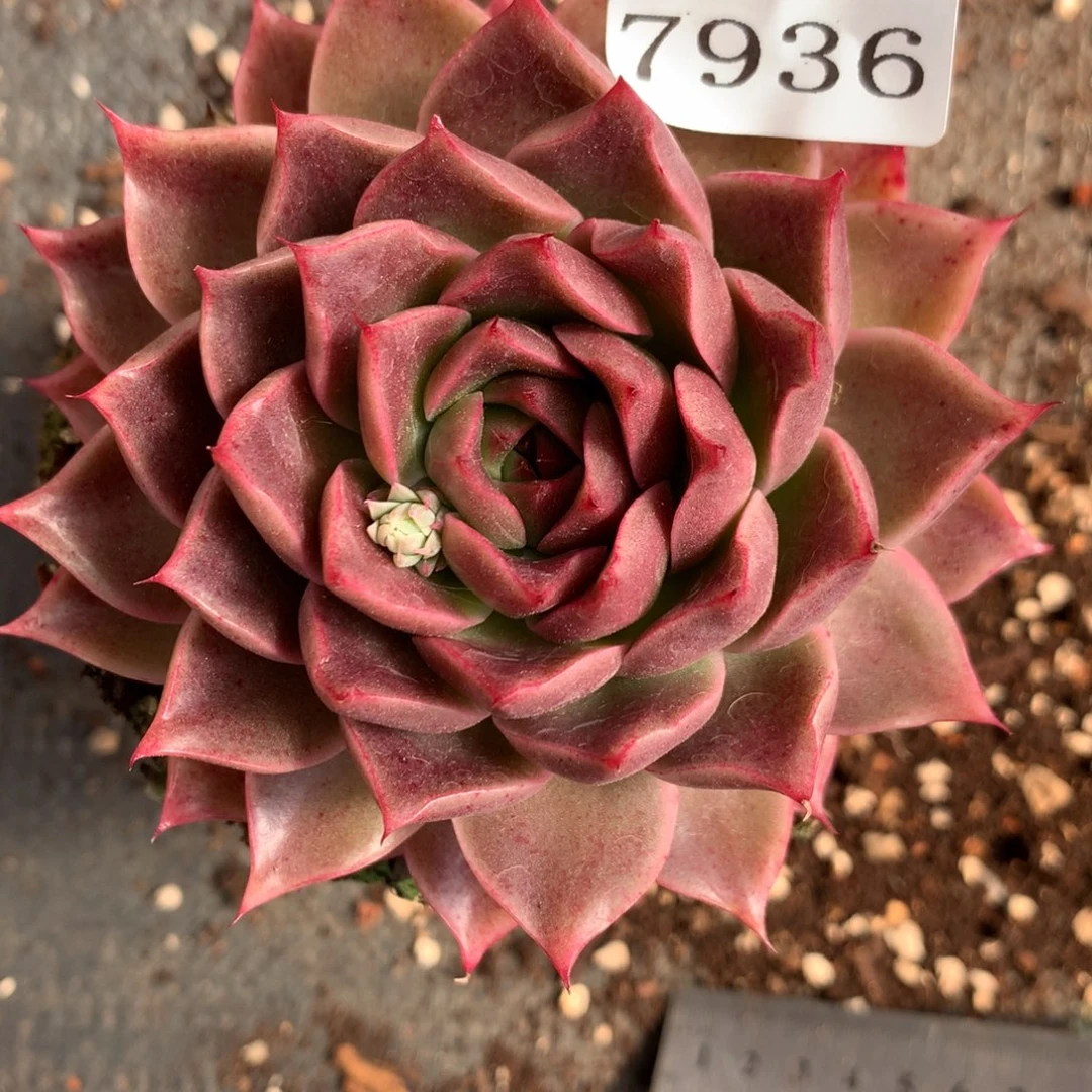 7936杂交多肉植物