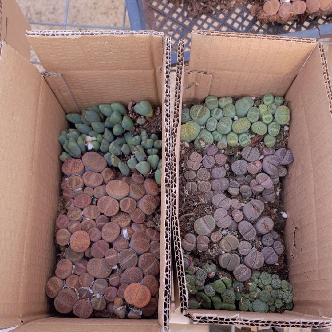 一箱拼箱88888888888