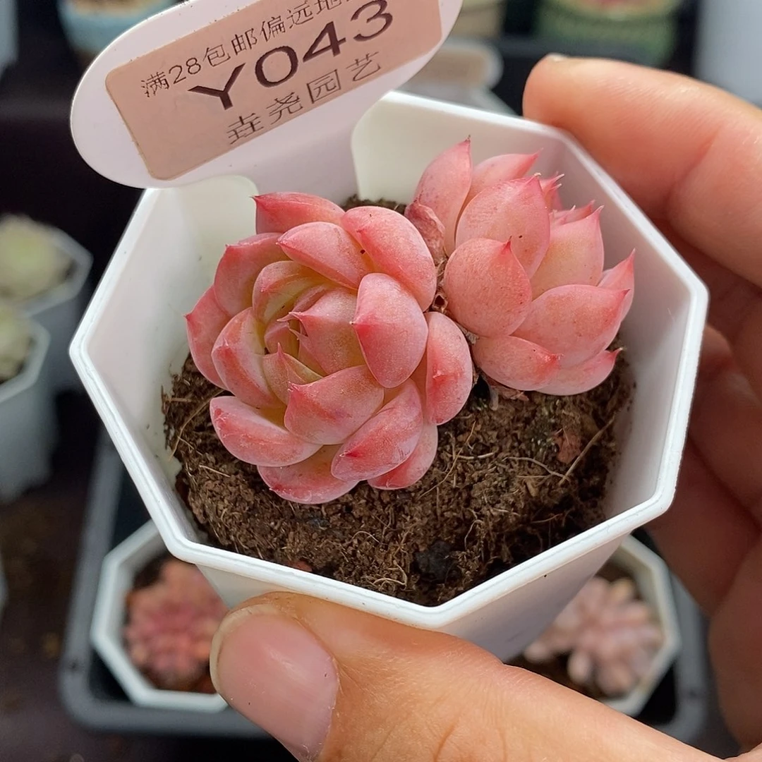 0043 麦秆双头 5cm。