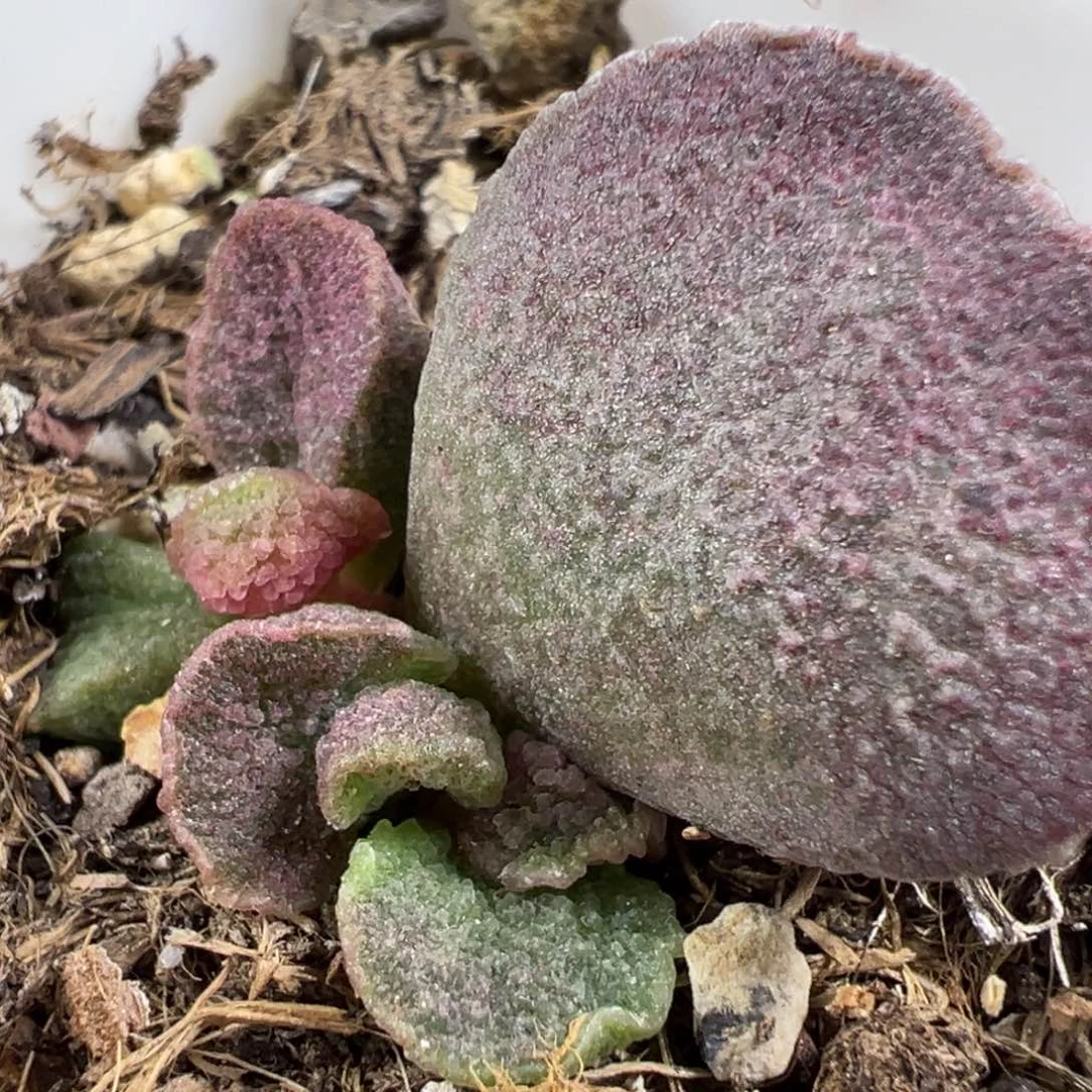 w扇叶形冰晶颗粒款实生新品