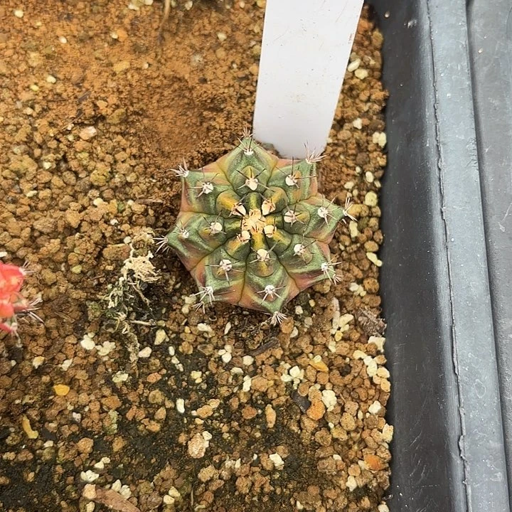 寶***虎54-0717泰国发货多肉