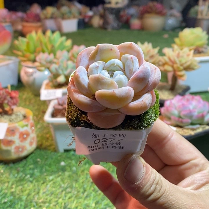 0277啊啊啊啊啊啊啊啊啊