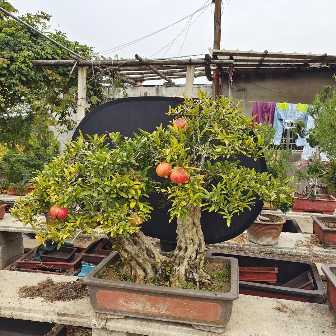 吉祥大红袍阳台庭院盆栽盆景以直播间实物截图下单为准不包运费